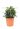 photinia-x-fraseri-carre-rouge-clt-10-palla-2-copia-AVX2206403