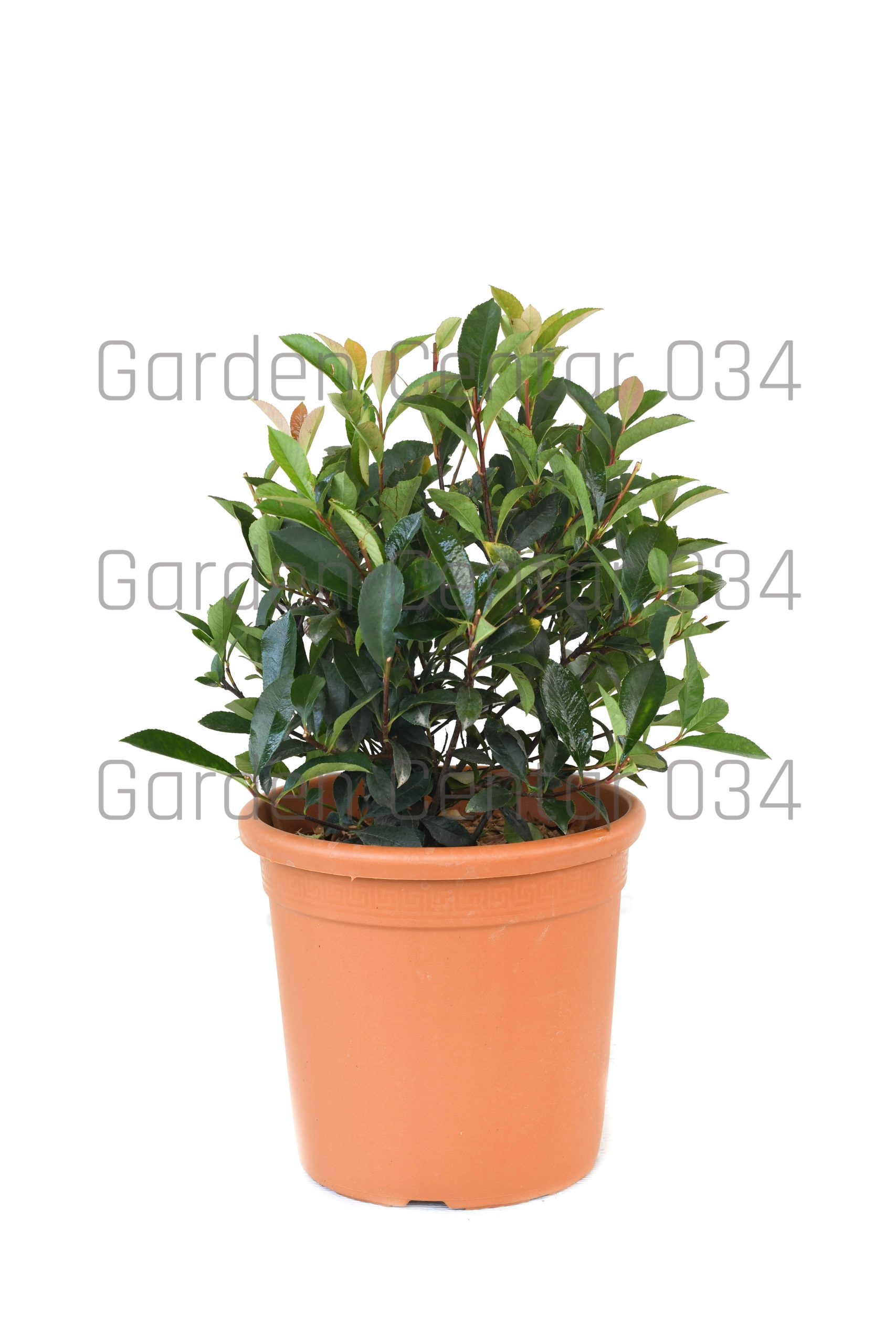 photinia-x-fraseri-carre-rouge-clt-10-palla-2-copia-AVX2206403