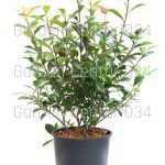 photinia x fraserii carre rouge