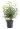 photinia-x-fraserii-carre-rouge-clt10-50-60-2-copia-AVX2206404
