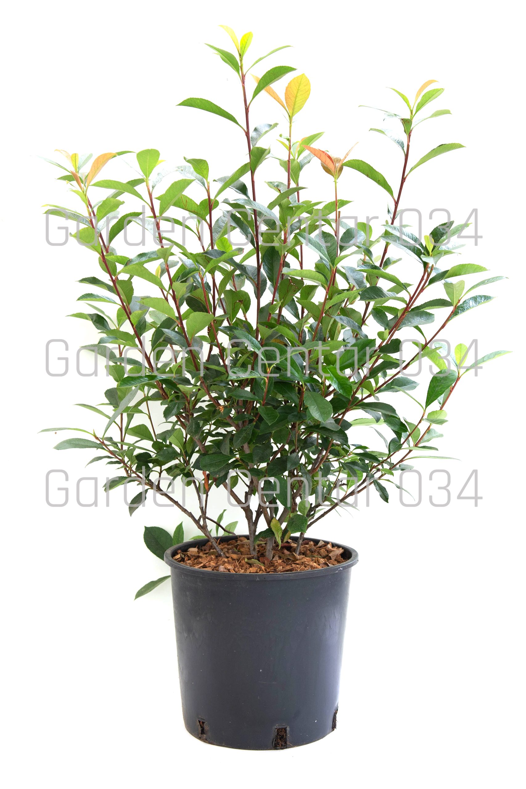 photinia-x-fraserii-carre-rouge-clt10-50-60-2-copia-AVX2206404