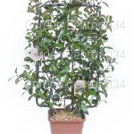 Photinia x fraserii red robin