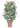 photinia-x-fraserii-red-robin-lvq18-AVX2206407(1)