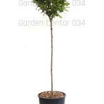Photinia x fraserii carre rouge
