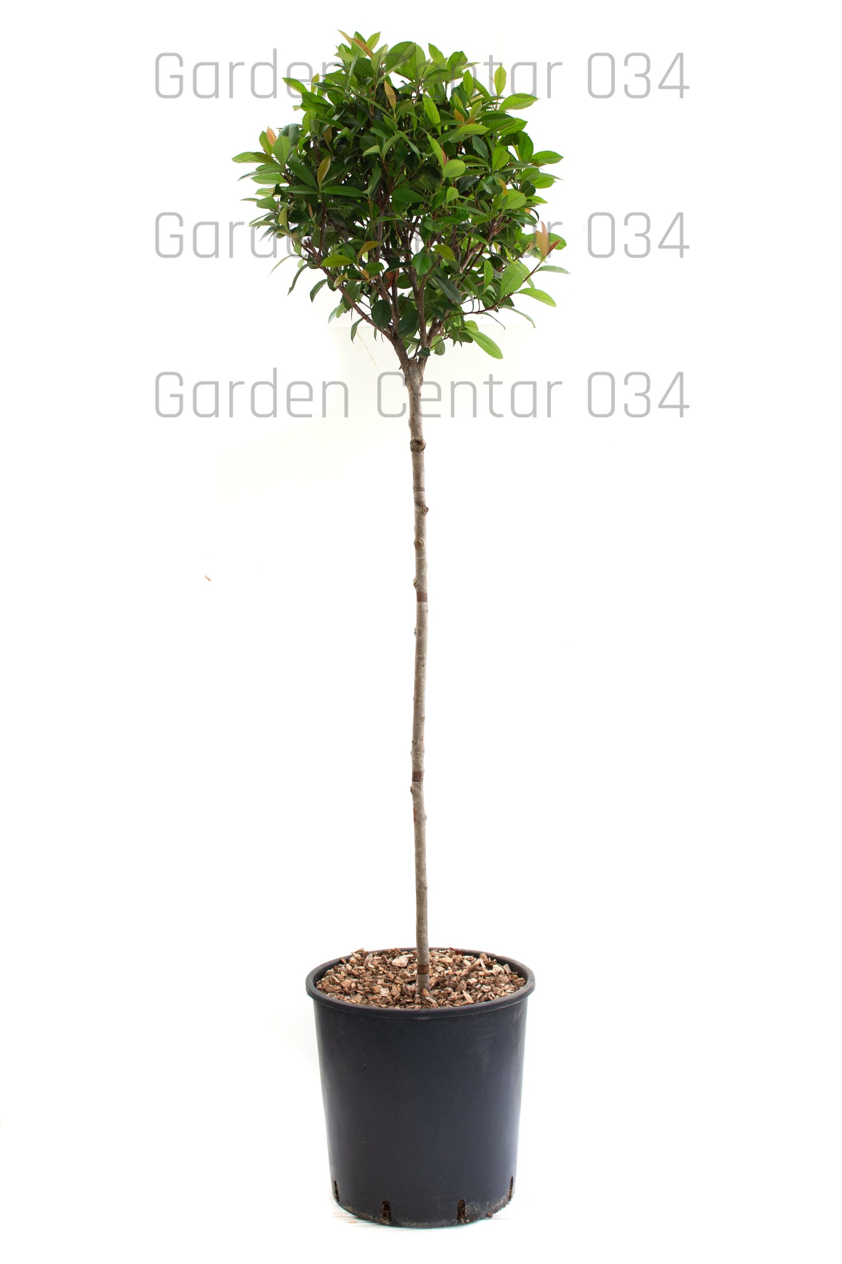 photinia-x-fraserii.-carre-rouge-clt-18-mezzo-fusto-copia-AVX2206409