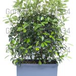 Photinia serrulata red robin