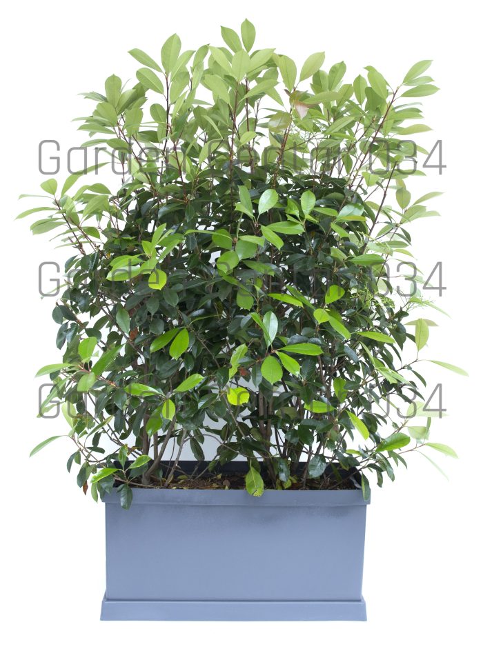 Photinia serrulata red robin