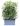 photonia-serrulata-red-robin-AVX2206411