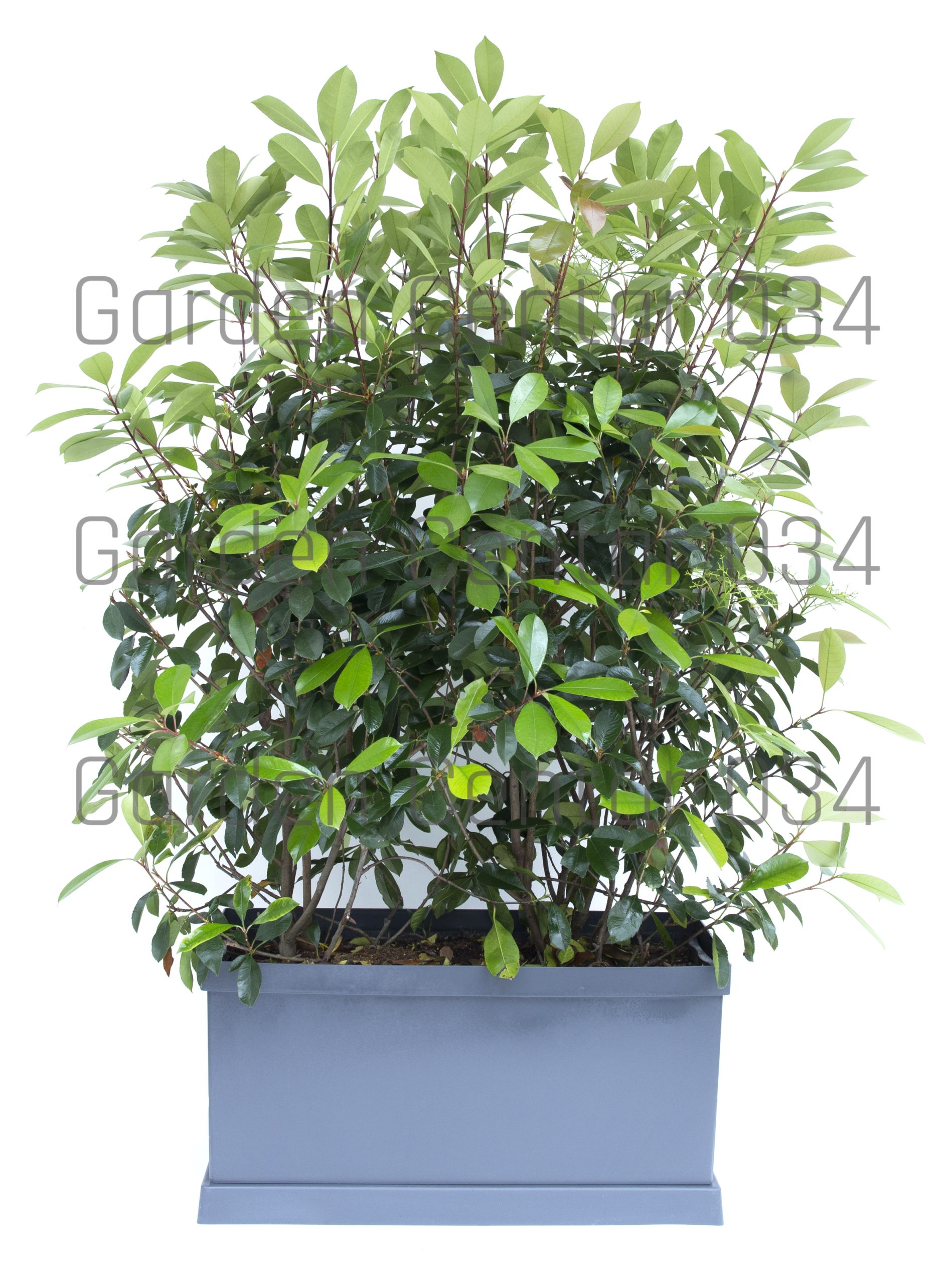 photonia-serrulata-red-robin-AVX2206411