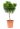 pinus-nigra-marie-bregeon-lv9-mini-alberetto-3-copia-AVX2206412