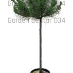 Pinus pinea