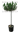 pinus-pinea-clt18-t-1459-AVX2206413
