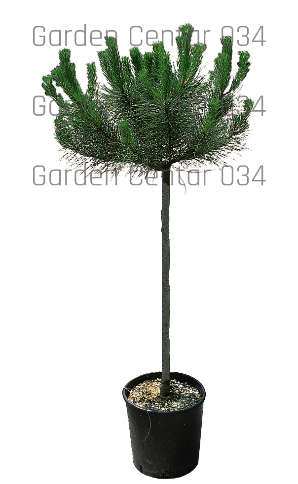 pinus-pinea-clt18-t-1459-AVX2206413