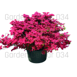 Rododendron