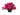 rhododendron-254-2010-AVX2206472