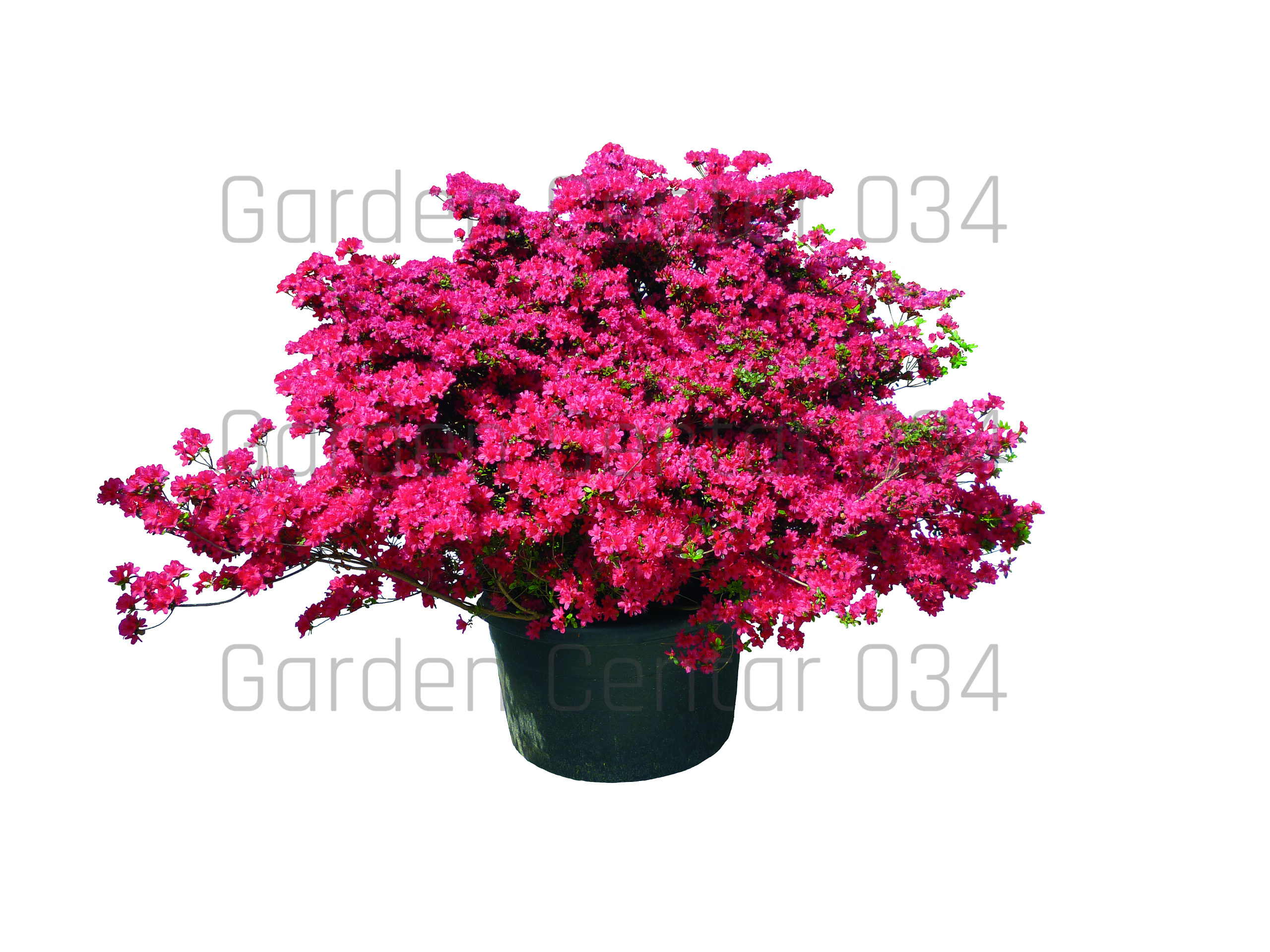 rhododendron-254-2010-AVX2206472