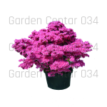 Rododendron