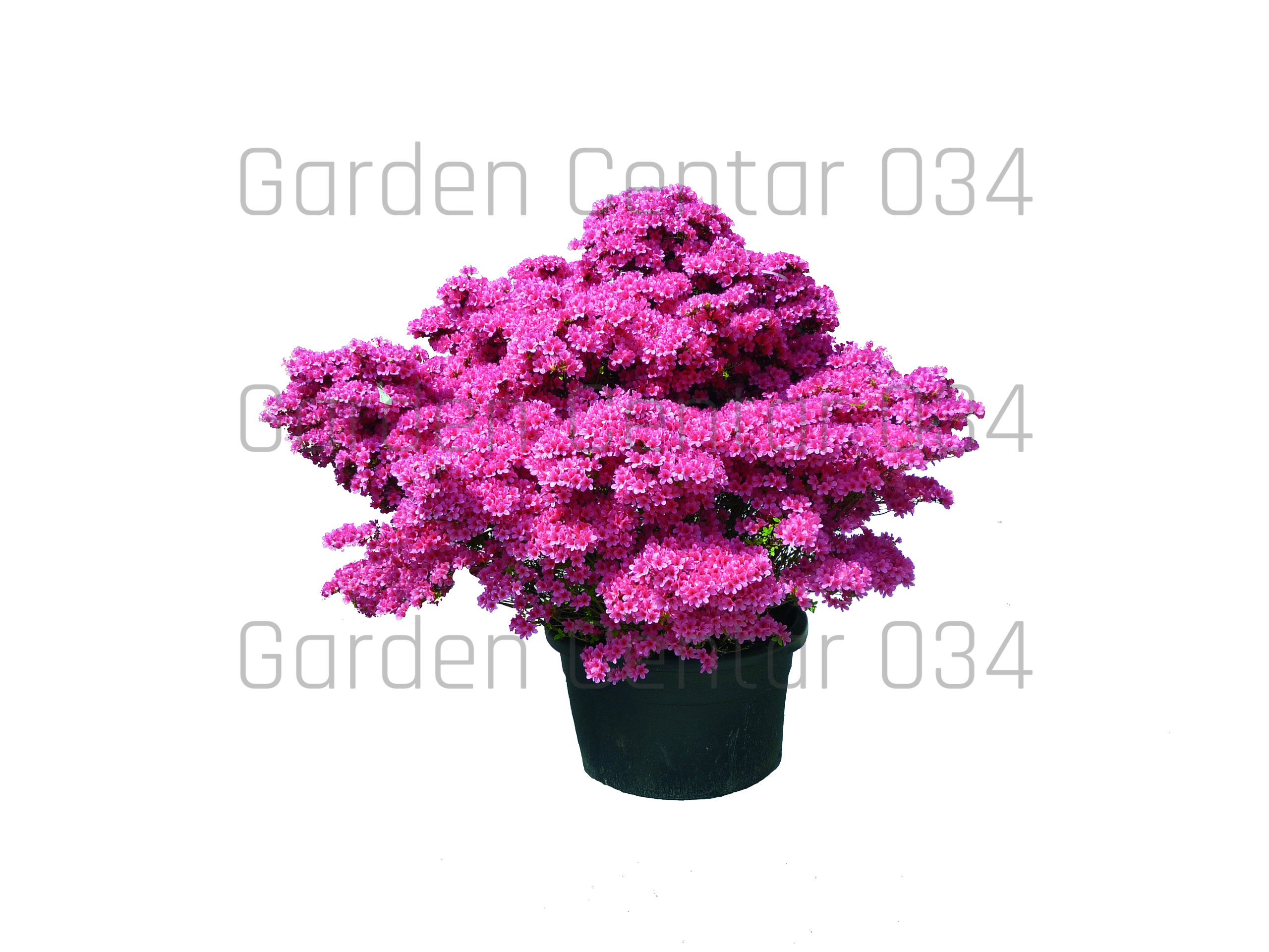 rhododendron-255-2010-AVX2206473