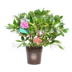 Rododendron