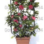 Rose camelie cornus rododendro