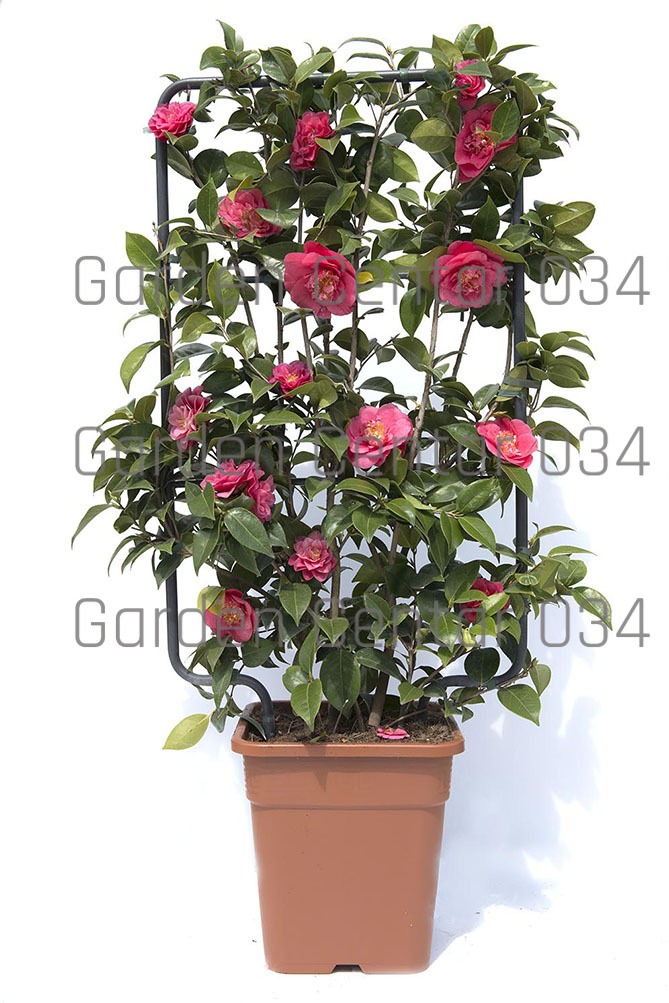 rose-camelie-cornus-rododendro-31-copia-copia-AVX2206489