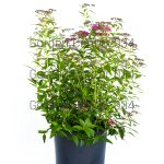 Spiraea bumalda anthony waterer scaled