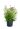 spiraea-bumalda-anthony-waterer-