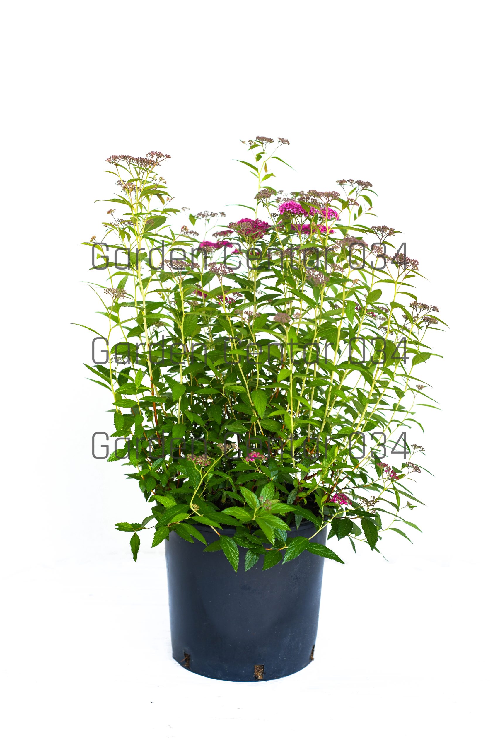 spiraea-bumalda-anthony-waterer-