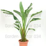 Strelitzia nicolai