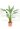strelitzia-nicolai-clt-10-2-copia-AVX2206503