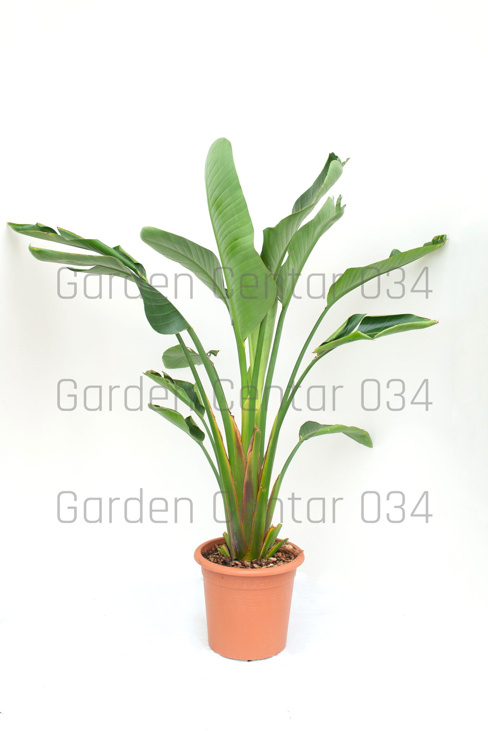 strelitzia-nicolai-clt-10-2-copia-AVX2206503