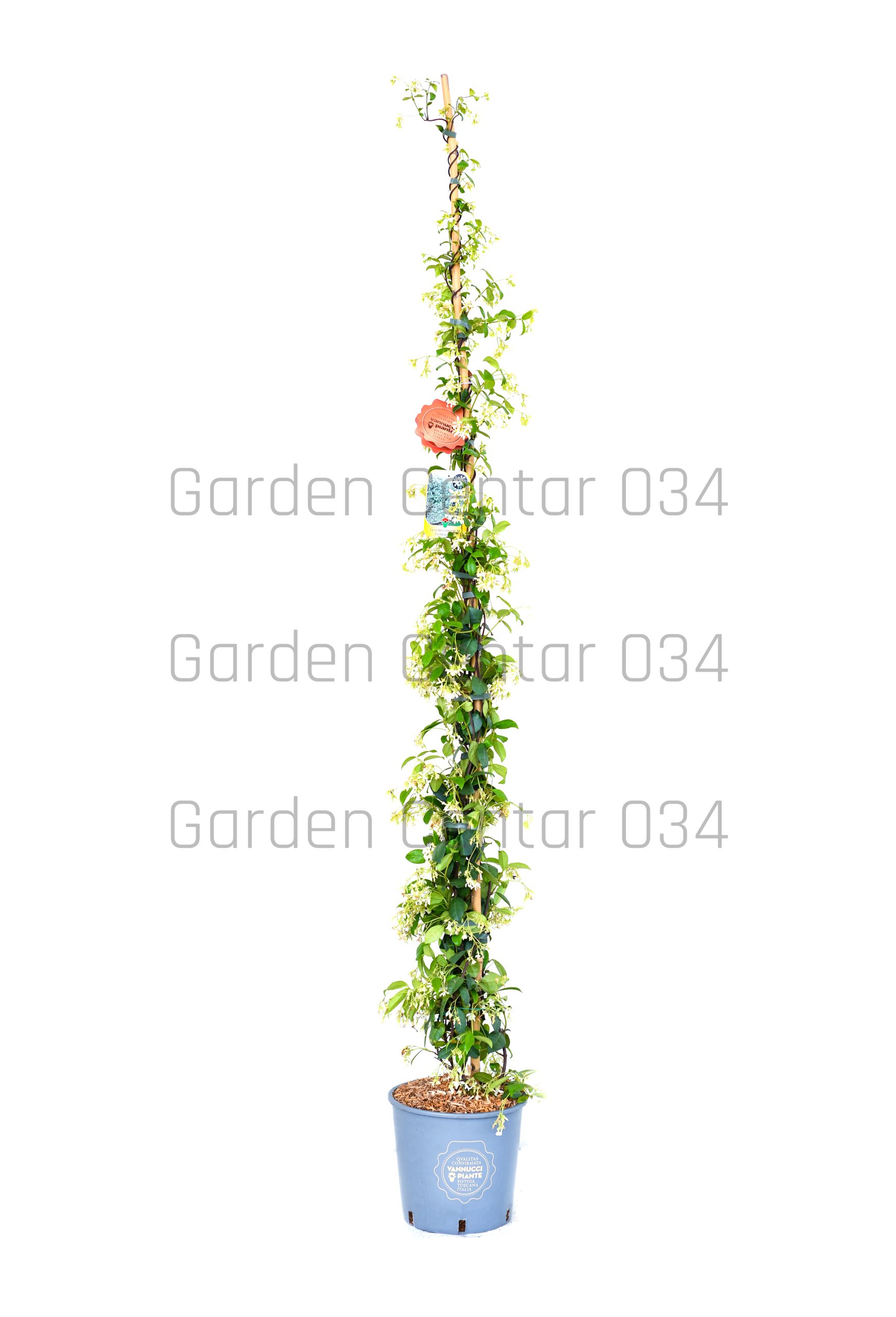 trachelospermum-jasminioides