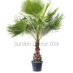 Washingtonia robusta