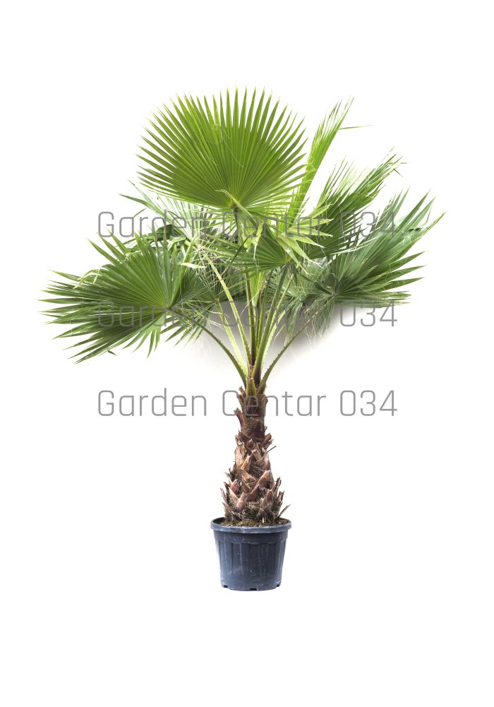Washingtonia robusta