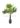 washingtonia-robusta-clt-45-2-copia-AVX2206551