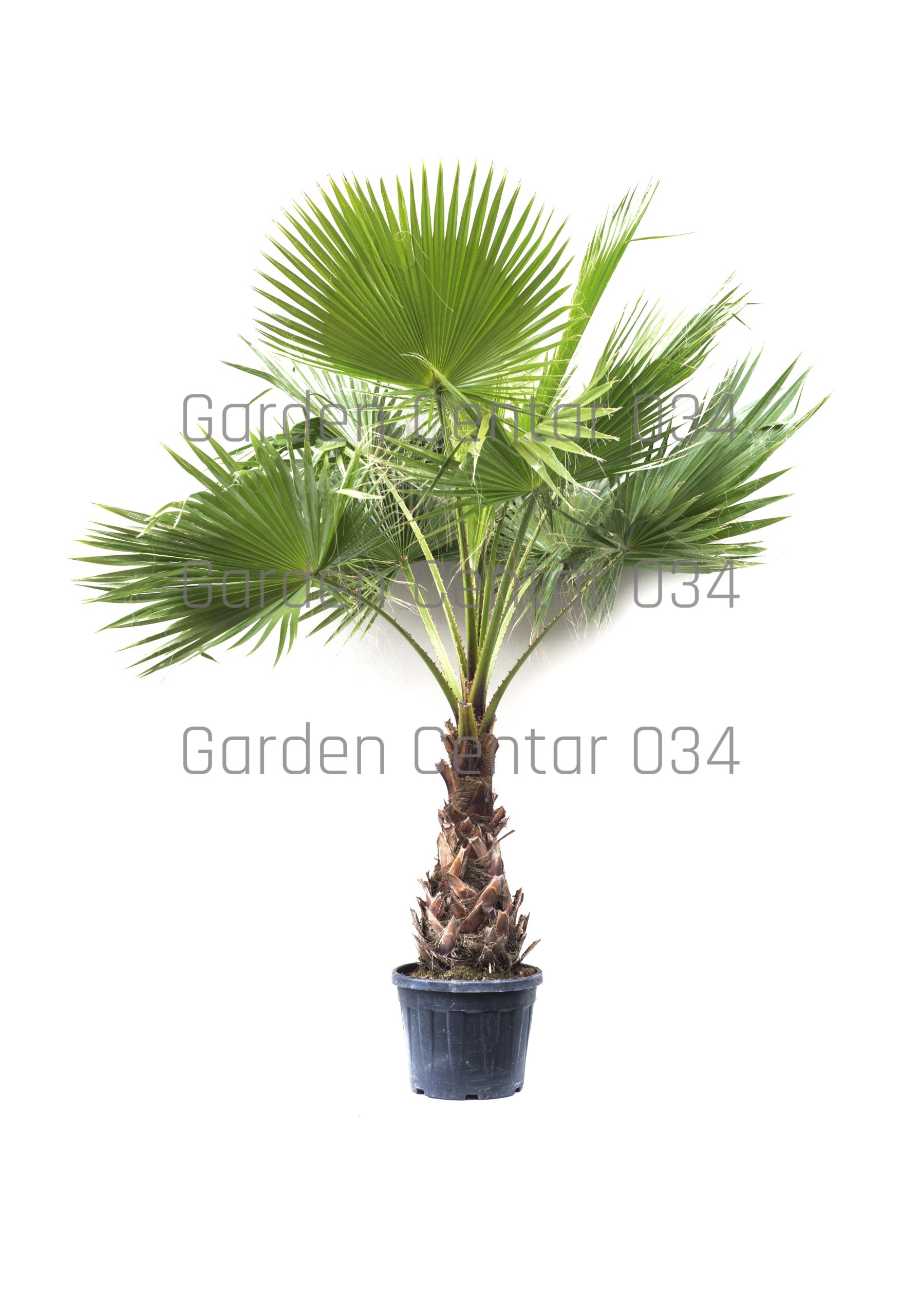 washingtonia-robusta-clt-45-2-copia-AVX2206551