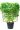 wisteria-floribunda-in-varieta-clt45-spalliera-2-copia-AVX2206553