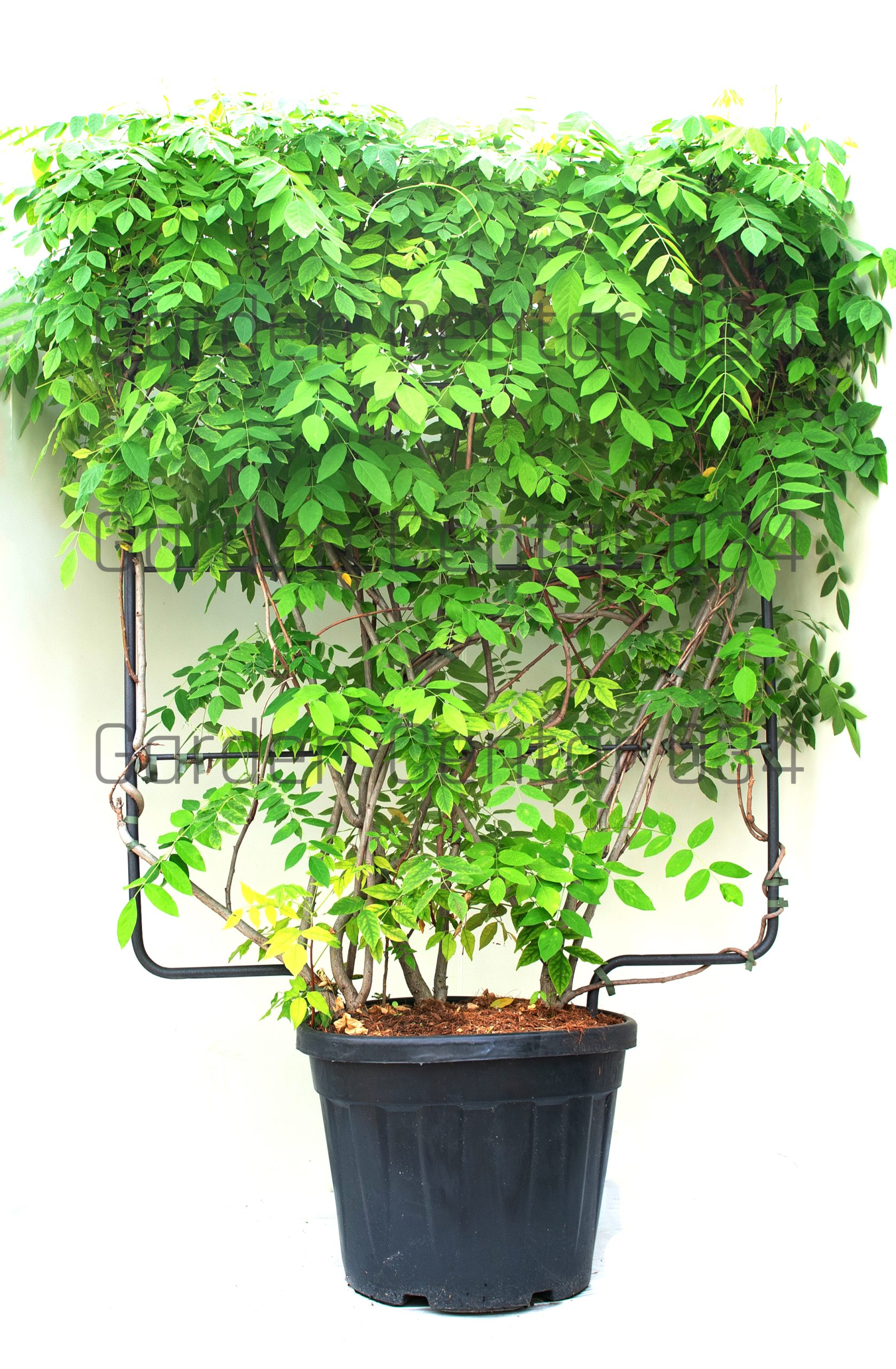 wisteria-floribunda-in-varieta-clt45-spalliera-2-copia-AVX2206553