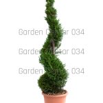 Cupressus leylandi spirale