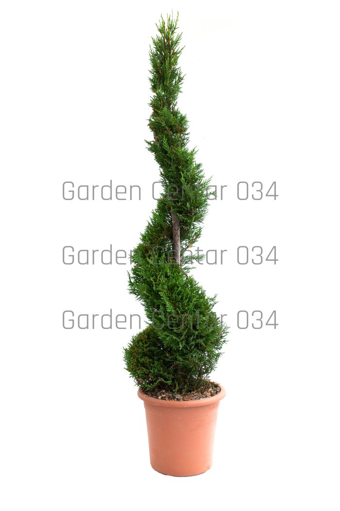 Cupressus leylandi spirale