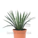 Yucca filifera