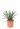 yucca-filifera-copia-AVX2206558