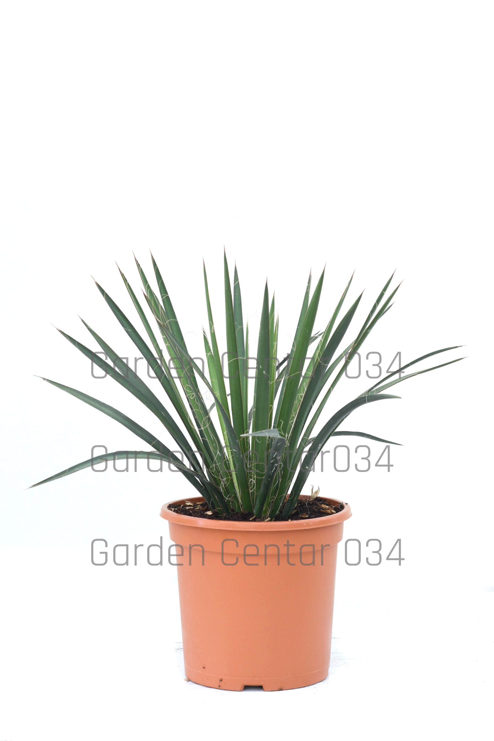 yucca-filifera-copia-AVX2206558