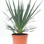 Yucca gloriosa
