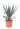 yucca-gloriosa-copia-AVX2206560