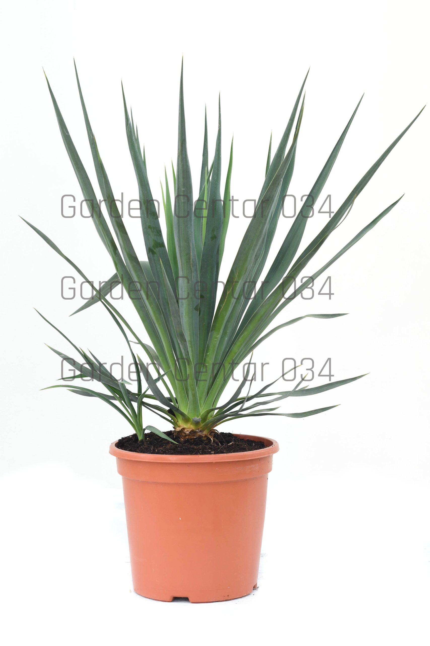 yucca-gloriosa-copia-AVX2206560