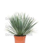 Yucca rostrata