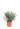 yucca-rostrata-clt-10-copia-AVX2206564