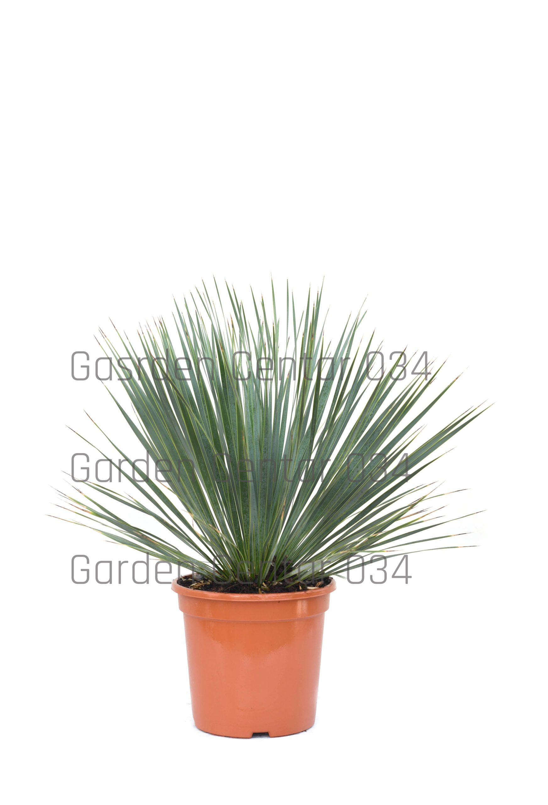 yucca-rostrata-clt-10-copia-AVX2206564