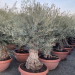 Olea europea - Maslina